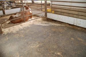 Fresh cow on the Calving Pen System from North Brook Farms